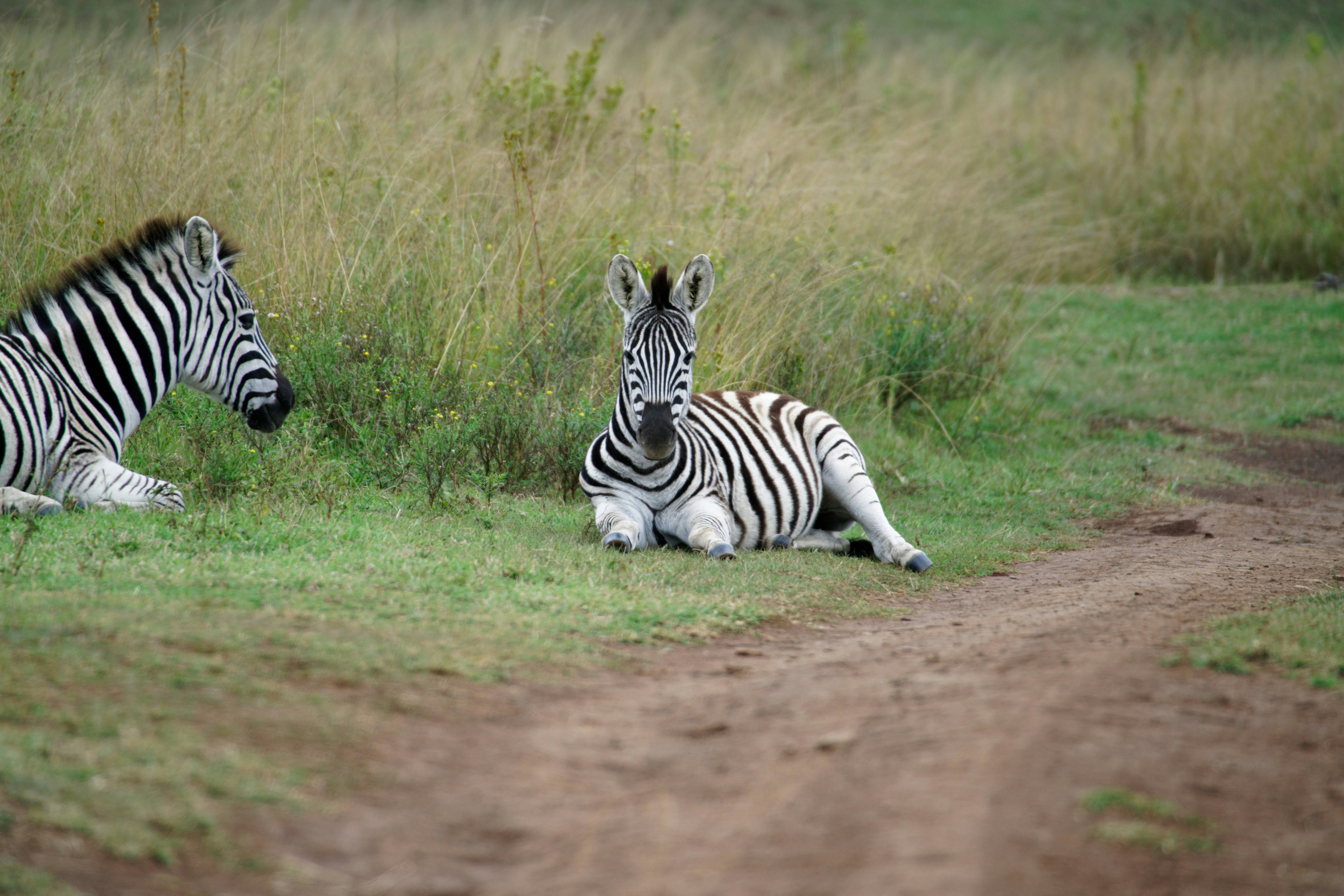 two zebras